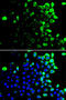 Cs1 antibody, 15-396, ProSci, Immunofluorescence image 