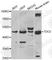 TO antibody, A6766, ABclonal Technology, Western Blot image 