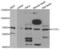 CCCTC-Binding Factor Like antibody, LS-C334525, Lifespan Biosciences, Western Blot image 