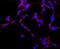 MAP2 antibody, NB120-11267, Novus Biologicals, Immunofluorescence image 