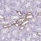 POU Class 3 Homeobox 3 antibody, PA5-64311, Invitrogen Antibodies, Immunohistochemistry frozen image 