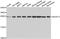 NADH:Ubiquinone Oxidoreductase Core Subunit V2 antibody, LS-C349141, Lifespan Biosciences, Western Blot image 