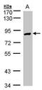 Hexose-6-Phosphate Dehydrogenase/Glucose 1-Dehydrogenase antibody, PA5-27439, Invitrogen Antibodies, Western Blot image 