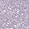 Galectin 9 antibody, NBP2-33484, Novus Biologicals, Immunohistochemistry frozen image 