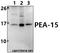 Proliferation And Apoptosis Adaptor Protein 15 antibody, A02988, Boster Biological Technology, Western Blot image 