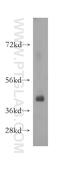 Spermatogenesis Associated 22 antibody, 16989-1-AP, Proteintech Group, Western Blot image 
