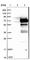 HEXIM P-TEFb Complex Subunit 1 antibody, HPA008926, Atlas Antibodies, Western Blot image 