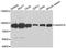 Anaphase Promoting Complex Subunit 5 antibody, A7109, ABclonal Technology, Western Blot image 