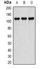 Phosphodiesterase 4D antibody, orb381945, Biorbyt, Western Blot image 