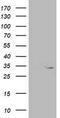 Oxidoreductase NAD Binding Domain Containing 1 antibody, TA503118, Origene, Western Blot image 