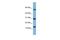 Signal Recognition Particle 19 antibody, GTX47381, GeneTex, Western Blot image 