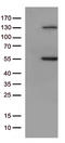 Mitogen-Activated Protein Kinase 10 antibody, TA813292S, Origene, Western Blot image 