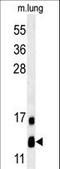 LYR Motif Containing 2 antibody, LS-C163941, Lifespan Biosciences, Western Blot image 