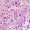 Protein Tyrosine Phosphatase Non-Receptor Type 1 antibody, LS-C358262, Lifespan Biosciences, Immunohistochemistry paraffin image 