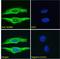 Ik1 antibody, LS-B5138, Lifespan Biosciences, Immunofluorescence image 