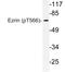 Ezrin antibody, LS-C177997, Lifespan Biosciences, Western Blot image 