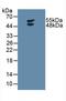 Lymphotoxin Beta Receptor antibody, LS-C300477, Lifespan Biosciences, Western Blot image 