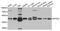 Eukaryotic Translation Initiation Factor 4A2 antibody, MBS129446, MyBioSource, Western Blot image 
