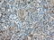 CD5 Molecule antibody, GTX84709, GeneTex, Immunohistochemistry paraffin image 