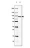 HIV-1 Tat Specific Factor 1 antibody, NBP1-86966, Novus Biologicals, Western Blot image 