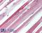 Calcium Voltage-Gated Channel Auxiliary Subunit Alpha2delta 1 antibody, LS-B162, Lifespan Biosciences, Immunohistochemistry frozen image 