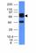Phosphatase And Tensin Homolog antibody, V2805SAF-100UG, NSJ Bioreagents, Flow Cytometry image 