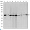 Actin Alpha 2, Smooth Muscle antibody, LS-C813977, Lifespan Biosciences, Western Blot image 