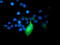 TNF Receptor Associated Protein 1 antibody, M02426-2, Boster Biological Technology, Immunofluorescence image 