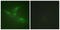Protein Tyrosine Kinase 6 antibody, LS-C198699, Lifespan Biosciences, Immunofluorescence image 