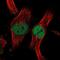 Zinc Finger Protein 277 antibody, NBP1-82529, Novus Biologicals, Immunofluorescence image 