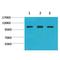 Actinin Alpha 1 antibody, LS-C387843, Lifespan Biosciences, Western Blot image 