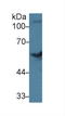 Bone Morphogenetic Protein 7 antibody, LS-C314626, Lifespan Biosciences, Western Blot image 