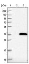 TOR Signaling Pathway Regulator antibody, PA5-55746, Invitrogen Antibodies, Western Blot image 
