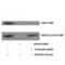 Fms Related Tyrosine Kinase 1 antibody, LS-C381279, Lifespan Biosciences, Western Blot image 