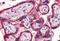Thrombospondin 1 antibody, NBP1-52410, Novus Biologicals, Immunohistochemistry frozen image 