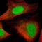 High Mobility Group Nucleosomal Binding Domain 3 antibody, HPA027971, Atlas Antibodies, Immunocytochemistry image 