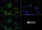 Phosphatidylinositol 3-Kinase Catalytic Subunit Type 3 antibody, NB110-87320, Novus Biologicals, Immunofluorescence image 