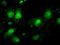 Interleukin Enhancer Binding Factor 2 antibody, NBP1-47811, Novus Biologicals, Immunofluorescence image 