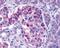 Inhibitor Of Nuclear Factor Kappa B Kinase Subunit Epsilon antibody, PA5-19964, Invitrogen Antibodies, Immunohistochemistry frozen image 