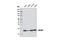 High Mobility Group Nucleosomal Binding Domain 2 antibody, 9437P, Cell Signaling Technology, Western Blot image 