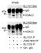 Histone deacetylase 3 antibody, A300-464A, Bethyl Labs, Immunoprecipitation image 