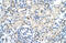Keratin 17 antibody, 29-633, ProSci, Immunohistochemistry paraffin image 