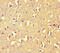 Rho GTPase Activating Protein 42 antibody, CSB-PA413088LA01HU, Cusabio, Immunohistochemistry frozen image 