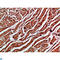 Cytoglobin antibody, LS-C813835, Lifespan Biosciences, Immunohistochemistry paraffin image 