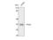 Paired Like Homeodomain 1 antibody, STJ95105, St John