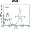 Keratin 12 antibody, abx026983, Abbexa, Western Blot image 