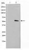 Tubulin Alpha 1a antibody, TA347644, Origene, Western Blot image 