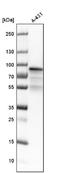 Ezrin antibody, NBP1-86863, Novus Biologicals, Western Blot image 