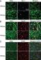 Inhibitor Of Nuclear Factor Kappa B Kinase Subunit Beta antibody, NB600-477, Novus Biologicals, Immunohistochemistry paraffin image 