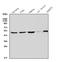 Paired Box 3 antibody, A00285-1, Boster Biological Technology, Western Blot image 